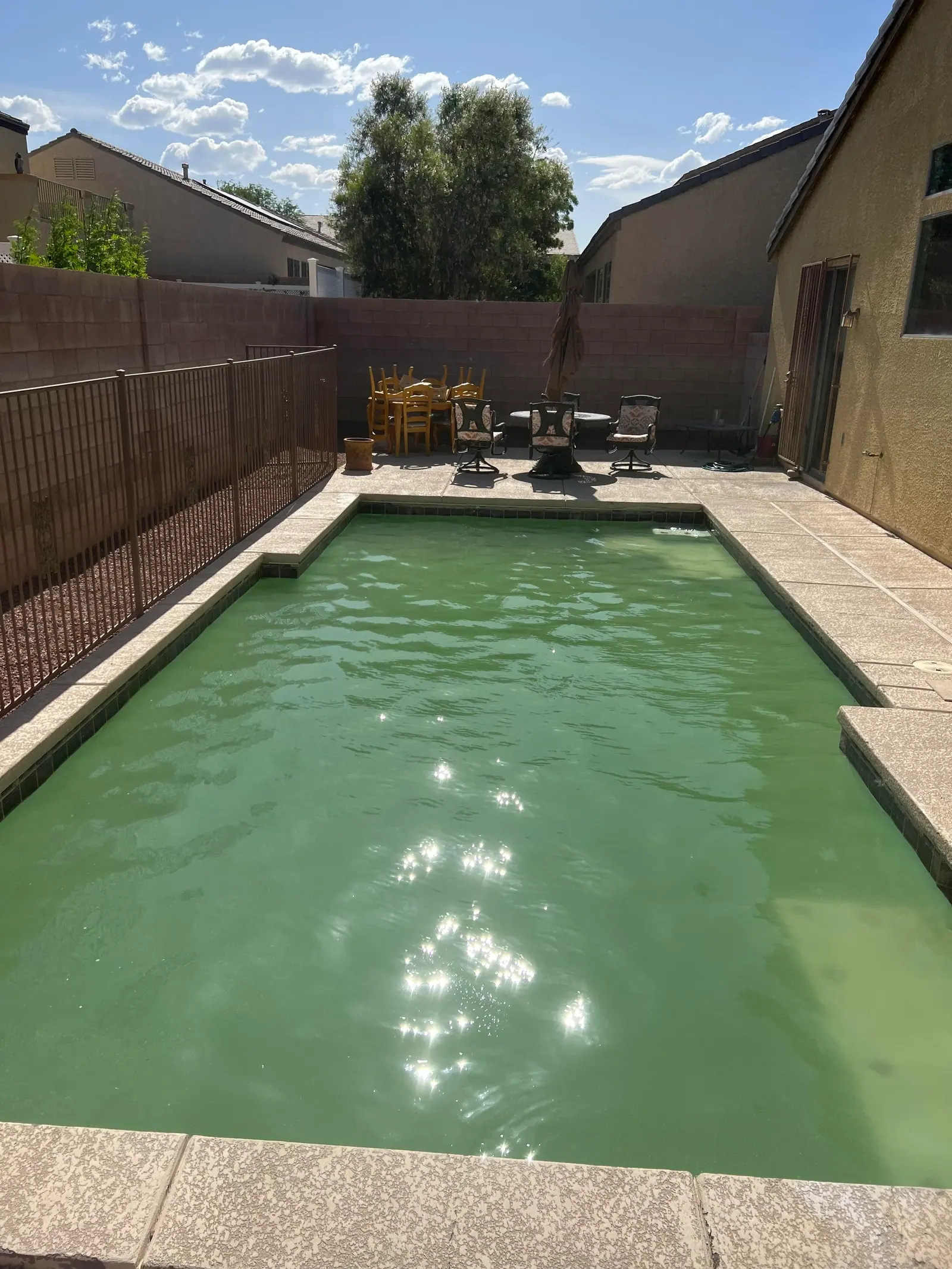 A green pool in a walled backyard, before cleaning